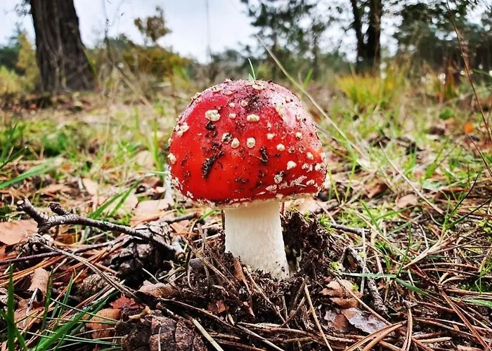 Apartamento Flore, Studio's Bergen aan Zee